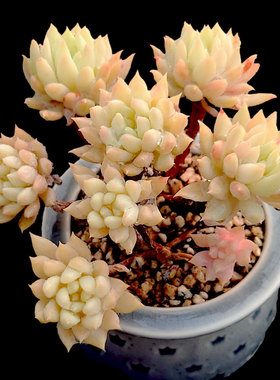 【一物一拍】蓝色天使 群生小老桩多肉植物办公室阳台小盆栽绿植