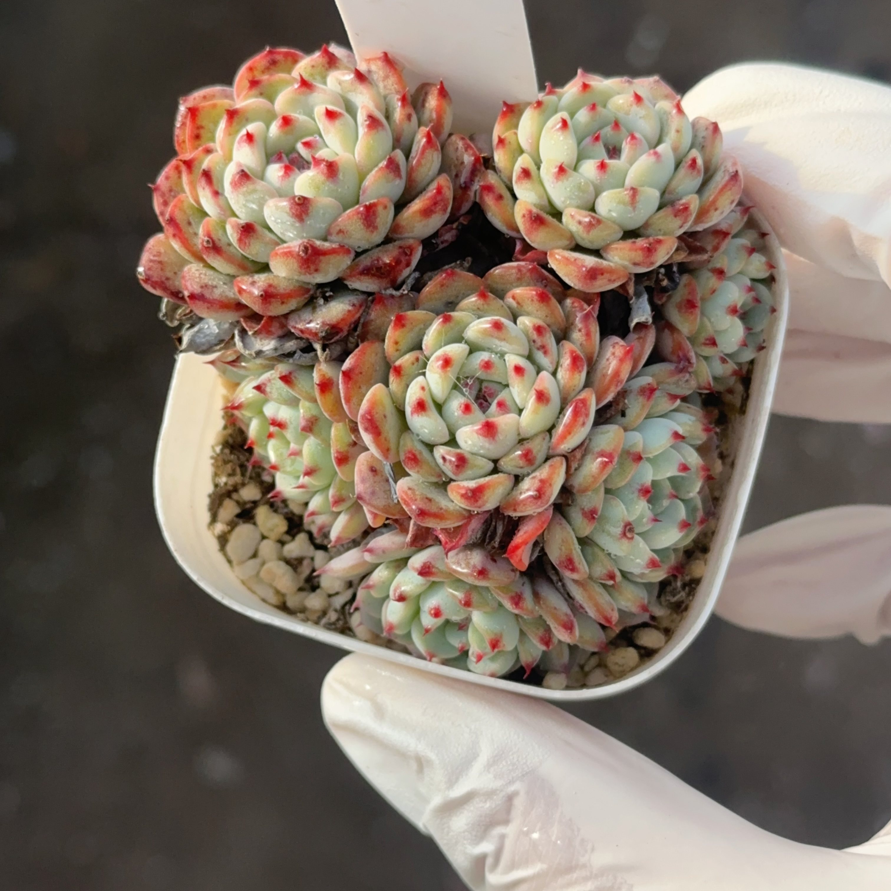 蓝姬莲490 盆口6.3cm 1月15日直播 28包邮,鲜花速递/花卉仿真/绿植园艺,多肉植物,淘宝优惠券,粉丝福利购,淘宝优惠卷