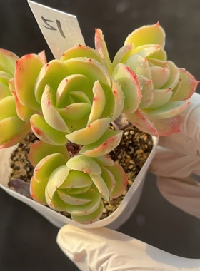 骑兵51 有砍 盆口6.3cm 1月14日直播 28包邮