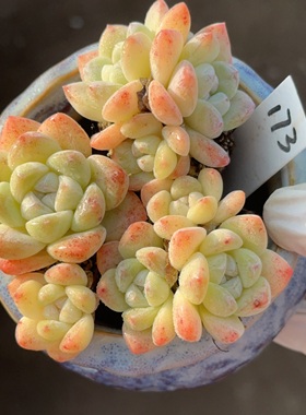 果冻冰玉3颗 173 盆口8cm 1月14日直播 28包邮