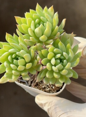 蓝色天使22 盆口6.3cm 2月11日直播 28包邮