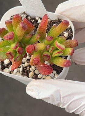 吸财树44 盆口6.3cm 1月31日直播 28包邮