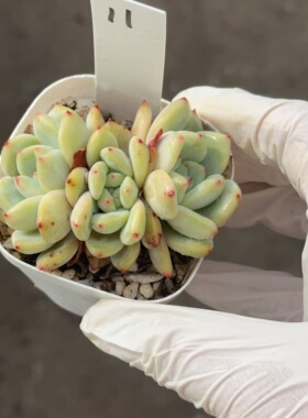 凌雪11 盆口6.3cm 3月6日直播 28包邮