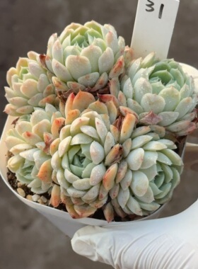 卡贝拉31 花盆9.3cm 3月12日直播 28包邮