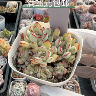 墨西哥灵影1007 散群带盆发