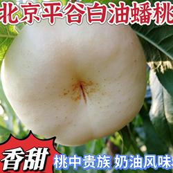 白蟠桃北京平谷大桃奶油蟠桃新鲜水果当季新鲜孕妇水果脆甜蜜桃