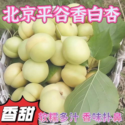 白杏北京平谷区正宗香白杏当季孕妇水果现摘现发银白杏果园直销