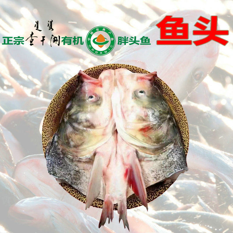 查干湖大鱼头2斤一只有机认证标切直供包邮