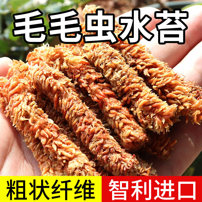 智利进口水苔蝴蝶兰专用兰花土石斛毛毛虫水苔植料干苔藓乌龟冬眠