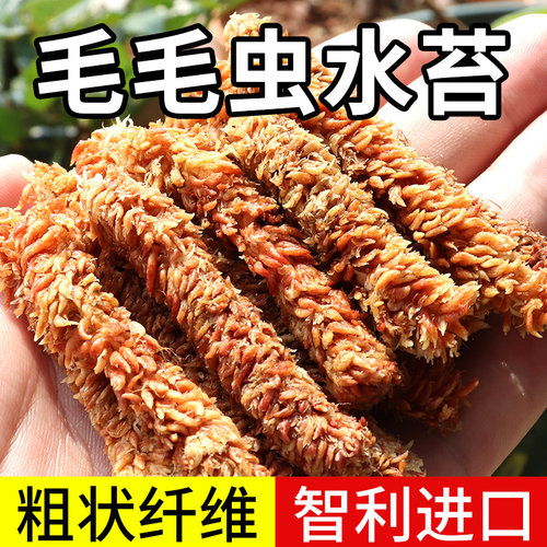 毛毛虫水苔蝴蝶兰专用土