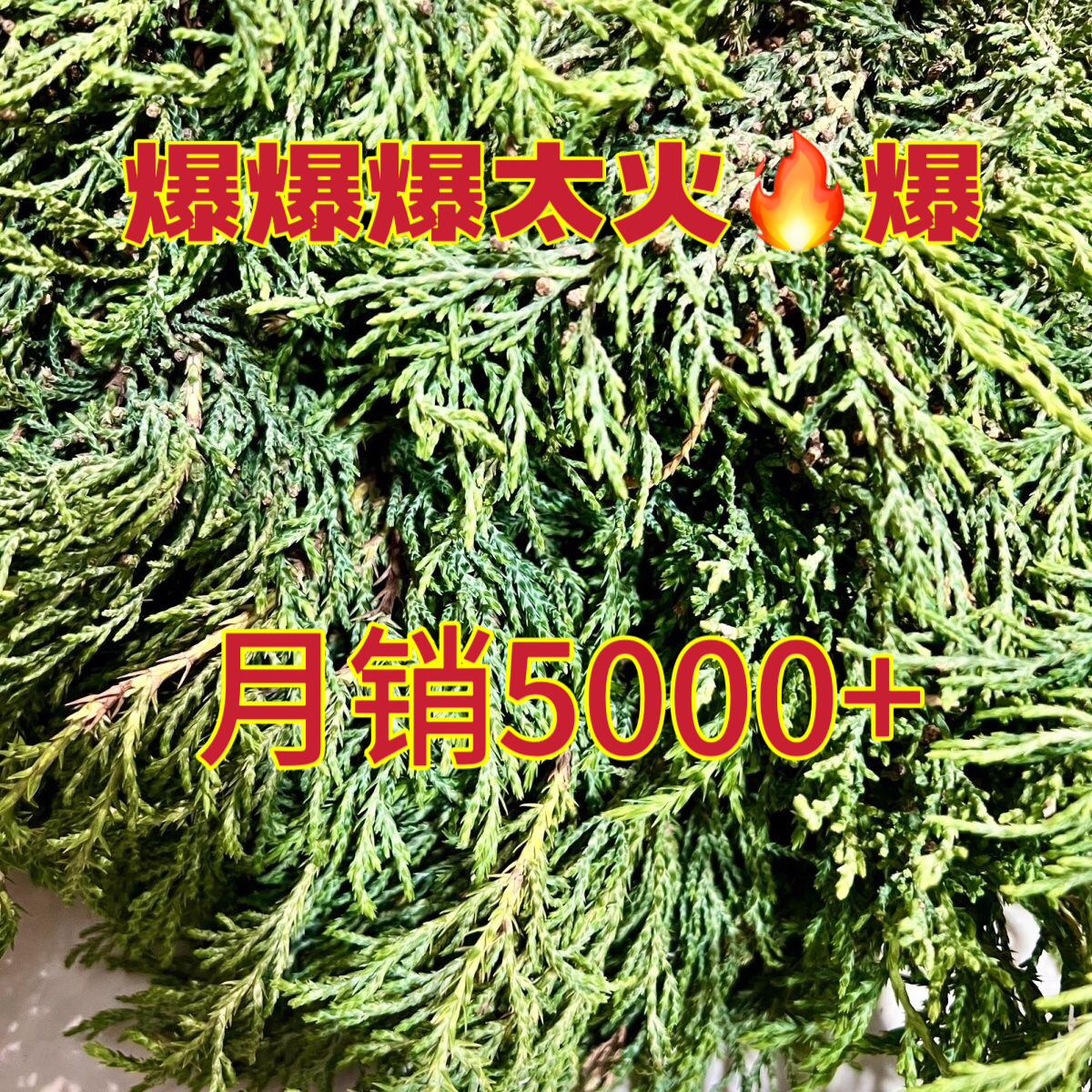 桑烟供侧柏叶天然香柏新鲜柏香枝香薰树枝净化火供浓香型藏香正品