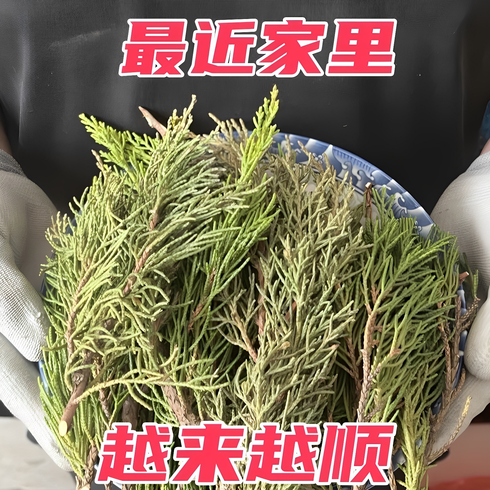 藏香侧柏叶天然香柏新鲜柏香枝香薰树枝净化火供浓香型藏香正品