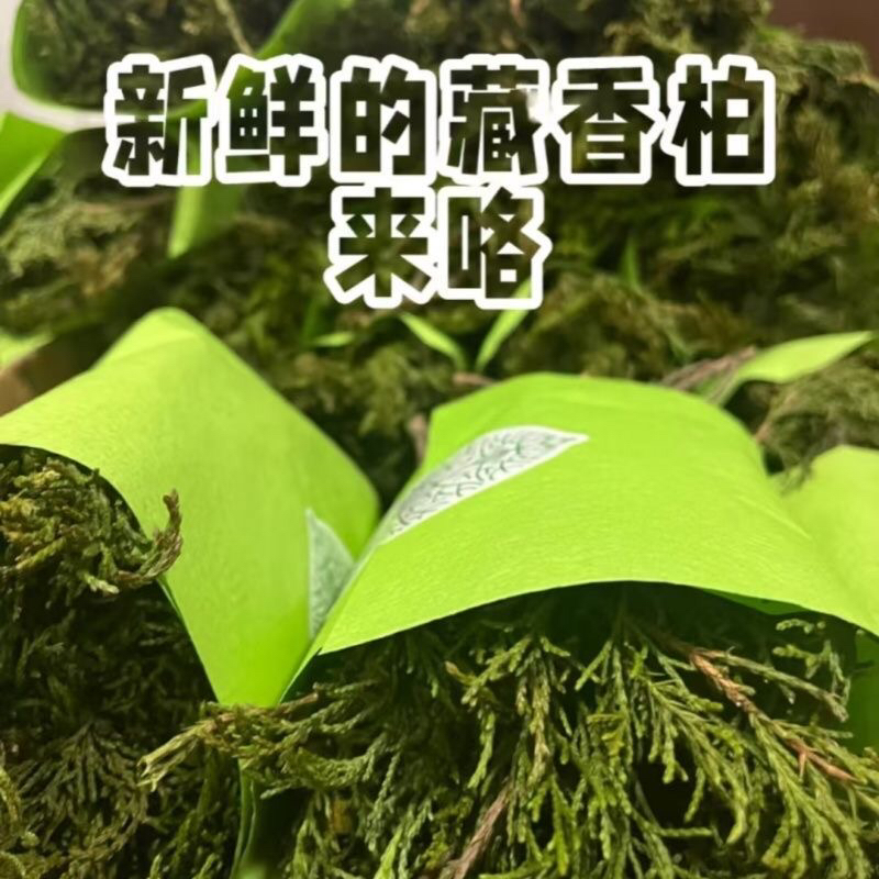 藏香侧柏叶天然香柏新鲜柏香枝香薰树枝净化火供浓香型藏香正品