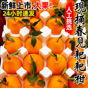 耙耙柑春见橘子新鲜10斤蜜橘当季时令水果应季桔子整箱粑粑柑橘