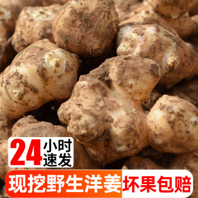 现货洋姜5斤新鲜现挖鬼子姜不辣种子泡菜腌菜蔬菜胰岛果可以种