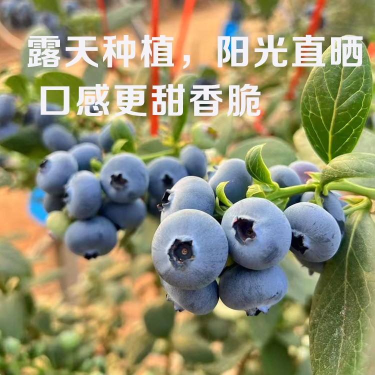 云南澄江抚仙湖L25花香蓝莓顺丰