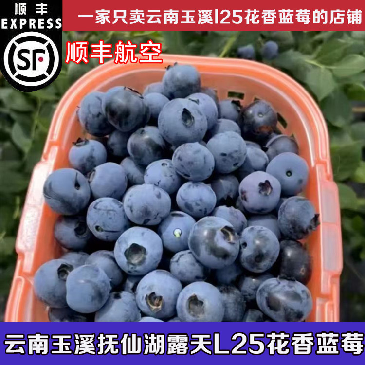 云南抚仙湖L25花香蓝莓顺丰空运