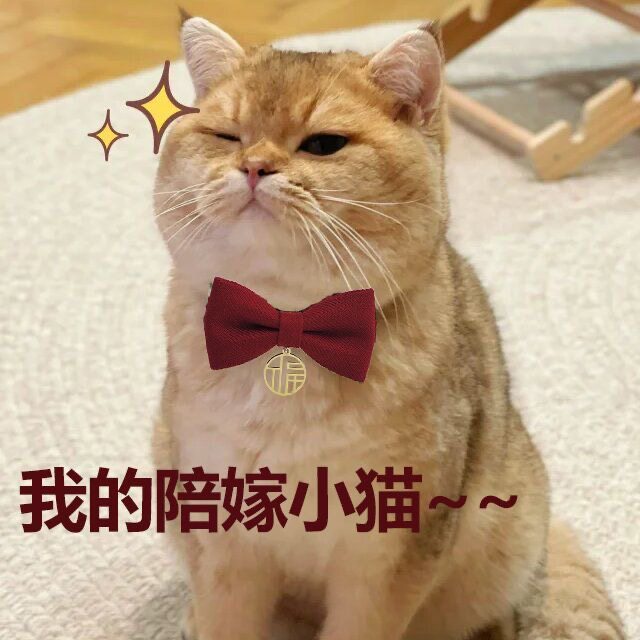 猫咪领结蝴蝶结猫脖圈