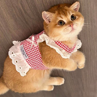 幼猫幼犬衣服牵引绳小狗专用小体犬约克夏超小体背心式背带超小号
