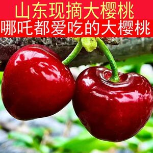 樱桃2斤美早常温山东甜樱桃好吃