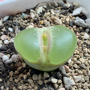 2.3粉红女郎内双