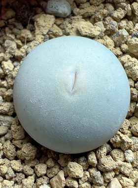 s b 1545超级ｖ嘴1.4