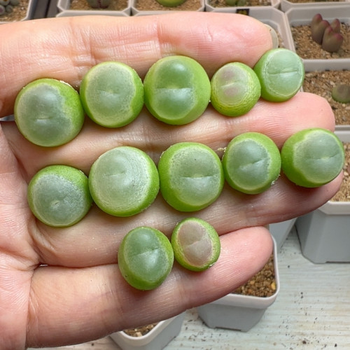 1.-1.4大王拉登打包大窗