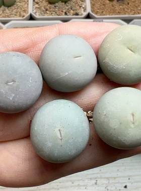 s b 1545超级ｖ嘴1.7-1.8