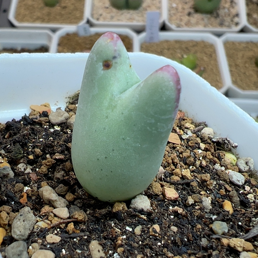 1.5皮卡丘带盆发,鲜花速递/花卉仿真/绿植园艺,多肉植物,淘宝优惠券,粉丝福利购,淘宝优惠卷