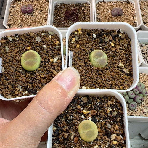 拉登杂捡漏