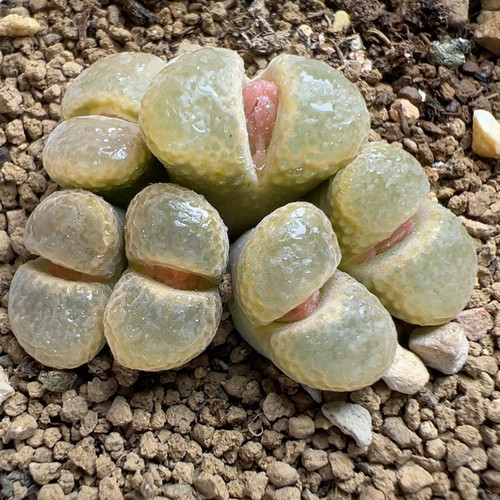 日系黄泡泡