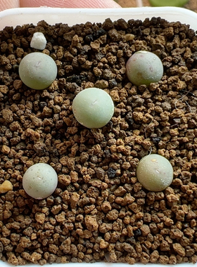 Sh433超级V嘴5方盆可带盆