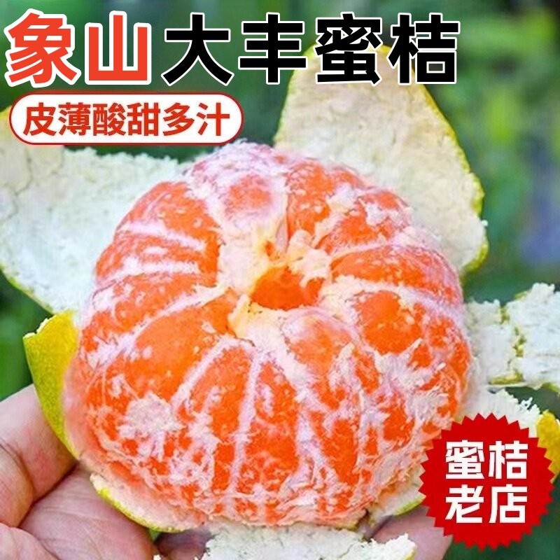 象山大丰无籽青皮蜜桔蜜橘桔子橘桔子