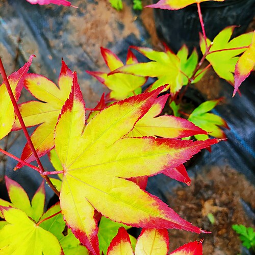 中国红四季红红枫黄金枫羽毛枫树别墅庭院绿化地栽树苗日本美国红