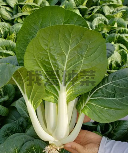 奶油白菜素材模板 奶油白菜图片下载 小麦优选