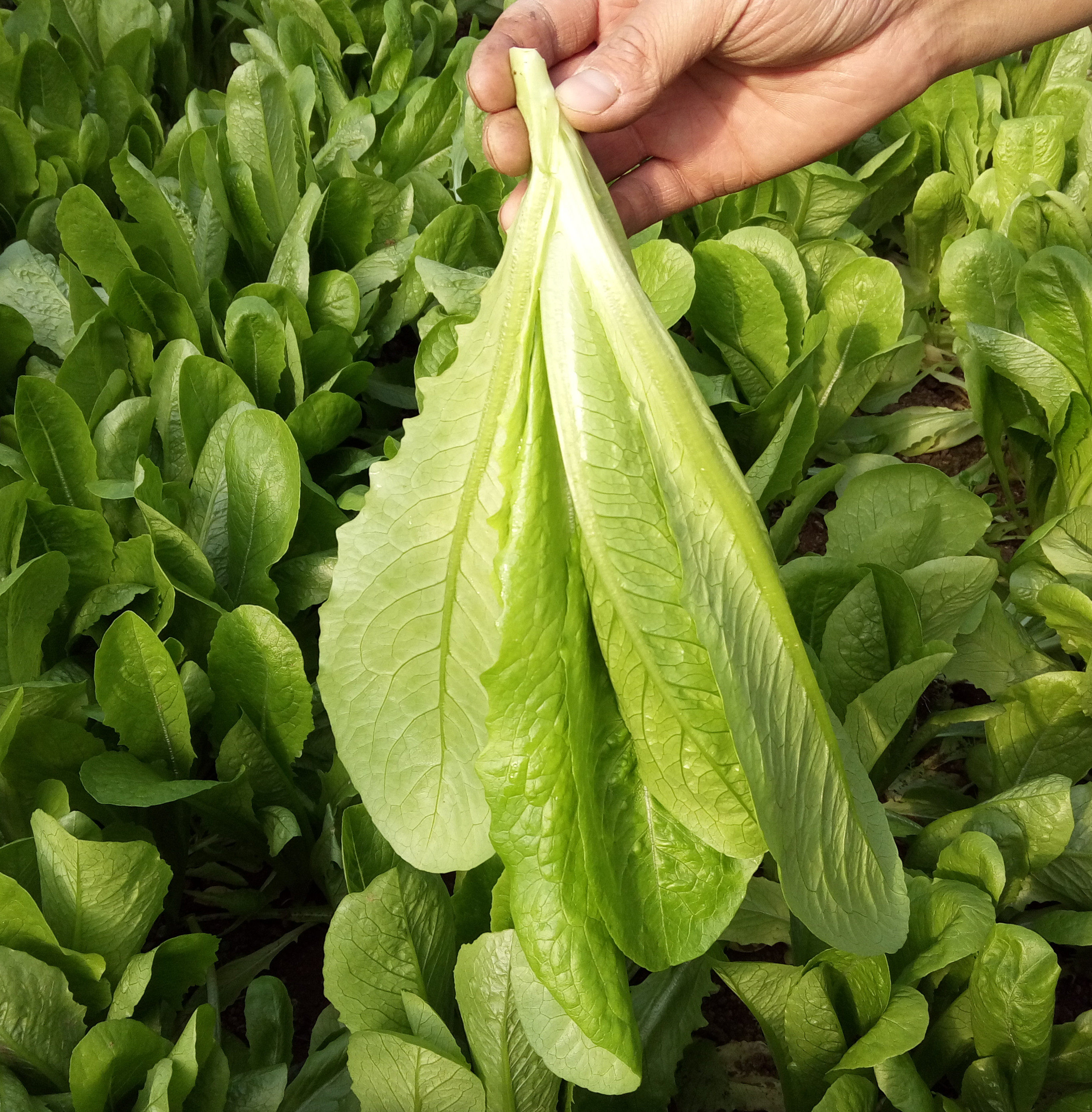 汉斯沙拉菜种子 生菜 寿司菜 口感好四季易种植
