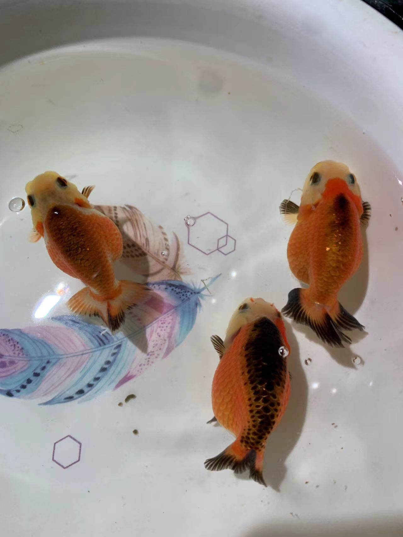 兰寿金鱼便宜 红白 玉兔 水墨 奶牛 花寿观赏鱼随机发 淡水鱼冷水