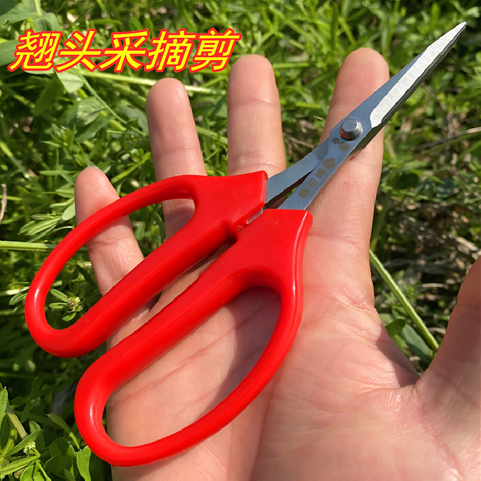 台湾佐川田翘头果剪花卉细枝葡萄