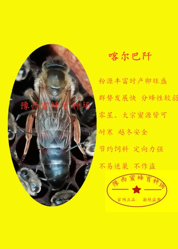 意蜂王开产王高产王产卵王