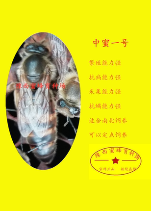 中蜜一号/意蜂蜂王 生产王 产卵王 .蜜王/新王. 蜂王活体,意蜂王