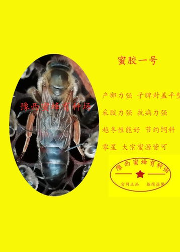 意蜂王开产王高产王产卵王