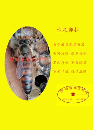 卡尼鄂拉/意蜂蜂王 生产王 产卵王 .蜜王/新王. 蜂王,意蜂王