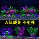 鱼缸造景仿真水草水族箱龟缸全套装 饰摆件懒人水草花植物仿真套餐