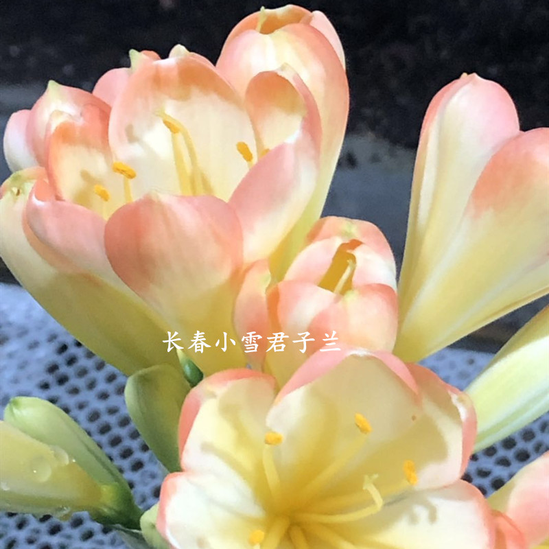 小雪麻脸粉红太郎立板短叶花苗