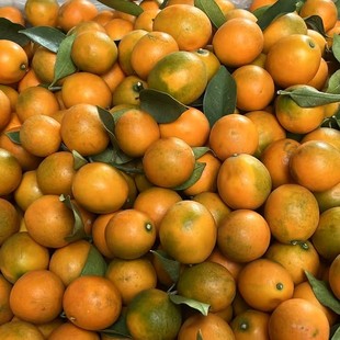 【顺丰发货】正宗攀枝花脆蜜金柑新鲜当季超级甜爆汁纯甜