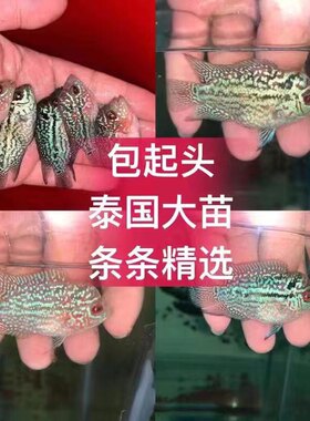 鸿运马骝起头罗汉鱼大苗包起头小亚成泰国进口金花罗汉热带观赏鱼