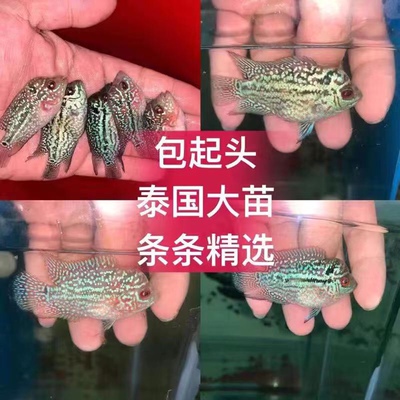 鸿运马骝起头罗汉鱼大苗包起头小亚成泰国进口金花罗汉热带观赏鱼