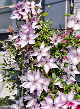 铁线莲P9规格乌托邦倒影魔法喷泉盆栽地栽庭院阳台爬藤观赏花卉苗