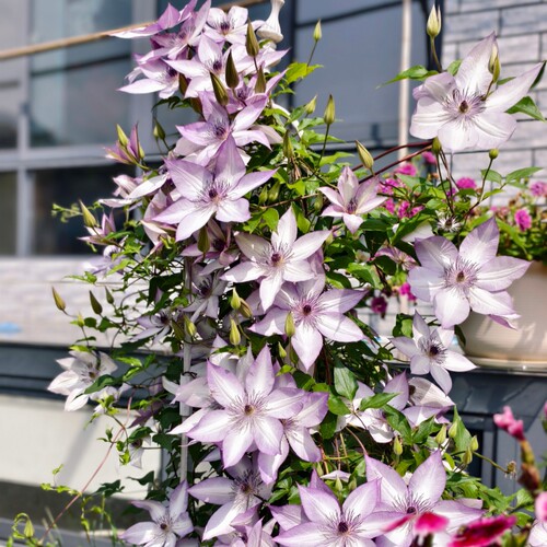 铁线莲乌托邦倒影魔法喷泉盆栽