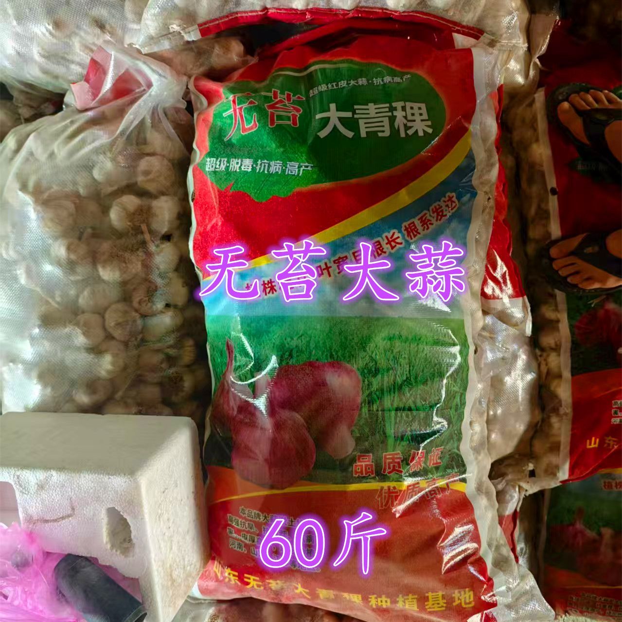 无蒜苔大蒜种子山东无苔蒜种
